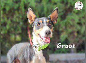Groot 11/2018 (ESP) - sozialer und feinfühliger, kleiner Podenco-Mix!