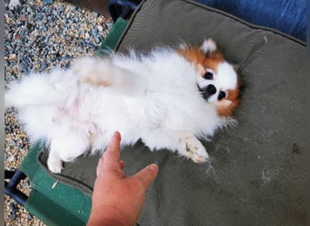 Cosmo, Zwergspitz- Pomeranian, geb. 2016, freundlicher Mini Hundemann sucht Zuhause