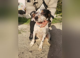 Mira – Heldin auf vier Pfoten -