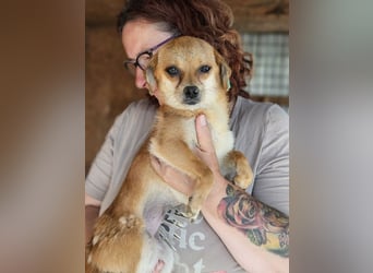 ♥BIENCHEN♥ ab Mitte Juli auf Pflegestelle bei Köln-zarte, absolut zutrauliche kleine Junghündin 25cm