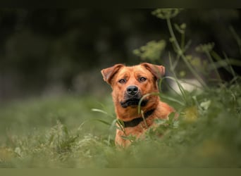 Toller Mandarin sucht warmes Körbchen