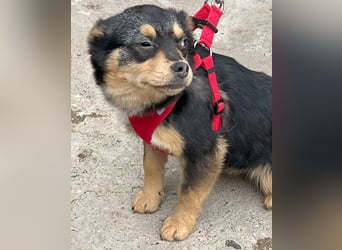 Kira - Kleine Hundedame mit großen Augen sucht ihr Zuhause!