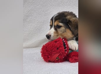 Nuki, eine von 7 zauberhaften Hundekindern