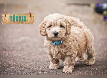5 Wunderschöne Maltipoo-Welpen suchen ein neues, liebevolles Zuhause!