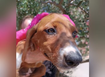 Aqua Welpe Jagdhund Mischling Hündin sucht Zuhause oder Pflegestelle