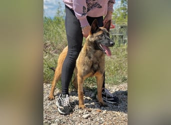 Schäferhund(mix) Freunde aufgepasst – hier kommt unsere Reika