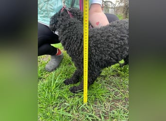 Anise, geboren 01.01.2023, 37cm sucht ihre Menschen