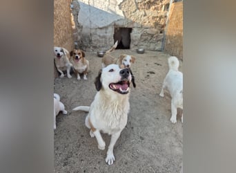 FINA, Hündin, 2,5 Jahre, 40 cm, Mischling, Tierschutz