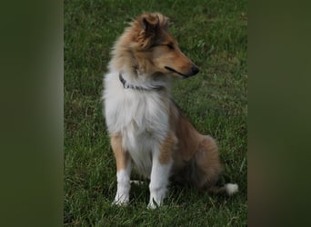 Collie Welpen aus VDH Zucht