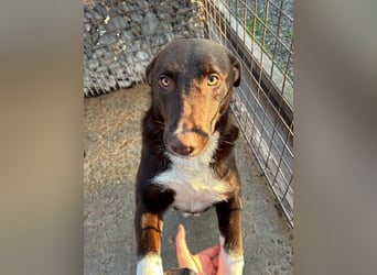 Fröhlicher Dobby sucht Familie