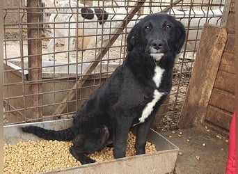 ♥KABO♥ wunderschöner, verschmuster toller Junior mit welligem Fell 41 cm (etwas wachsend)