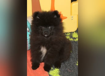 Yulie unsere kleine Pomeranian Zwergspitz Hündin mit Papieren kann ausziehen