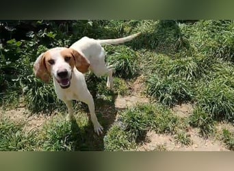 Ciro