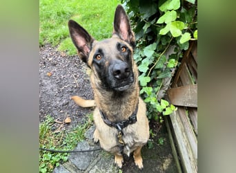 Malinois 