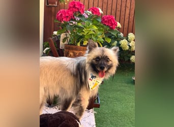 Stitch SR – kleiner Überlebenskämpfer sucht sein Happy End
