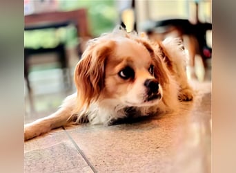 Leon verliert sein Zuhause