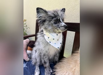 Lio – kleiner Spitz mit großem Herzen sucht ein liebevolles Zuhause