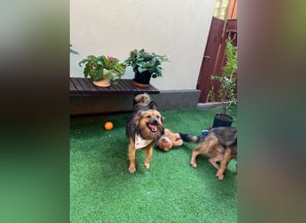 Lilo SR – Verspielte Spitzdame sucht liebevolles Zuhause