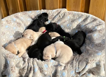 Wunderschöner Golden Retriever - Labrador Mix Welpe