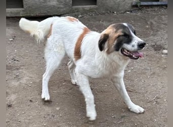 JAMY, Rüde, 1,5 Jahre, 46cm, Mischling, Tierschutz