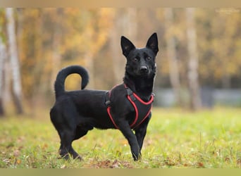 Sozialer Chester sucht seine Menschen