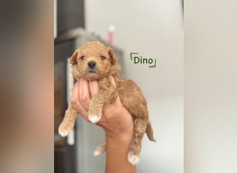 Maltipoo Welpen