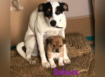 Sakura 01/2025 (ESP Pflegestelle) - neugierige, zuckersüße Ratonero Bodeguero Andaluz Welpin!