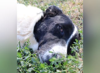 Rubin, geb. ca. 03/2019, lebt in GRIECHENLAND, im städt. Tierheim Serres