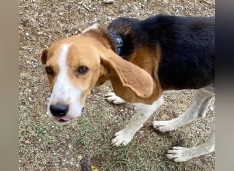 Beagle-Mix Pablito - verspielt und freundlich