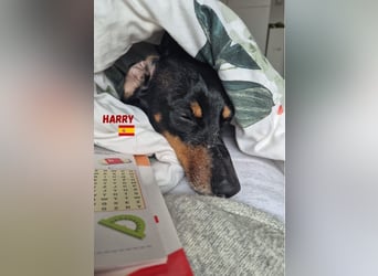 Harry,geb.01/15,freundlicher Dackelrüde sucht seine Familie,bereits auf PS  in78737 Fluorn Winzeln