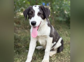 HARRY - Lebhafter Border Collie Mix sucht aktive Familie