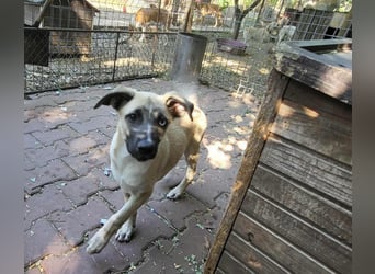 BETTY - so ein tolles Mädchen
