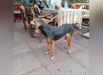 Rocco  - dringend - ein Überlebenskünstler sucht ein neues Zuhause