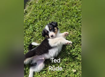 Australian Shepherd Welpen