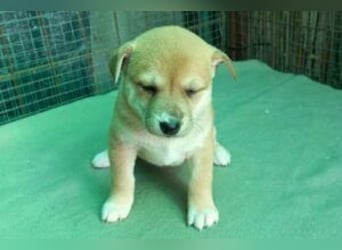 Welpe Sina: Neu im Tierheim