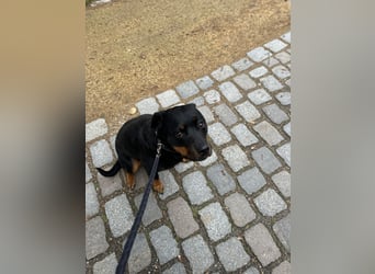 Katniss Rottweiler 8 Jahre alt
