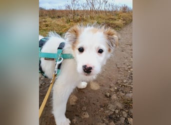 Fröhlicher Welpe Buddy
