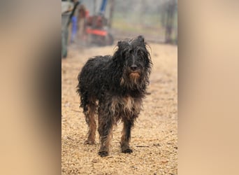 Borzi VA – Sensible Schnauzermix-Hündin sucht ein ruhiges Zuhause bei einer einfühlsamen, ruhigen Pe