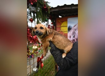 Diego sucht Familienanschluss