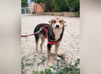 liebe Emma ist auf der Suche nach ihrem Zuhause