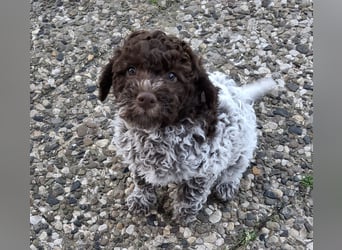 Lagotto Romagnolo Rüde mit Handicap