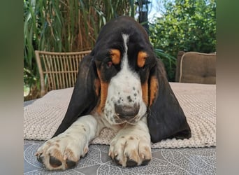 Basset Hound Welpen