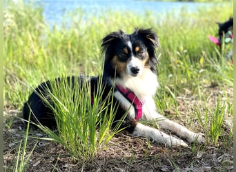 Miniature American Shepherd Welpen, Mini Aussies vom Züchter mit Papieren