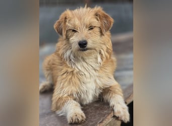 Kleine LOUISE braucht ein Zuhause!