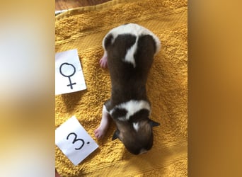Kromfohrländer Welpen aus Hamburg suchen ein liebevolles Zuhause
