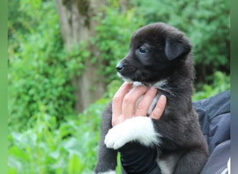 Emma – kleiner Schatz sucht ihre Menschen