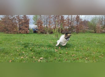 Polly - faszinierender Hund mit vielen Facetten