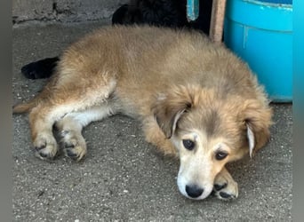 Fiete ❤️ verschmuster, offener Hundejunge