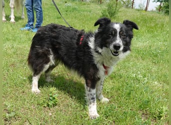 Flash sucht ein liebevolles Zuhause