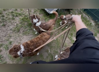 1 kleine Australian Shepherd Hündin( Welpe) braun/redtri (Minimix/Reinrassig)+ Gesundheitszeugnis